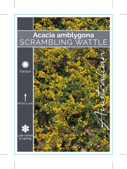 Picture of ACACIA AMBLYGONA                                                                                                                                      