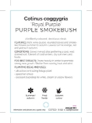 Picture of COTINUS COGGYGRIA ROYAL PURPLE SMOKEBUSH                                                                                                              