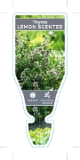 Picture of HERB THYME LEMON SCENTED (Thymus citriodorus)                                                                                                         