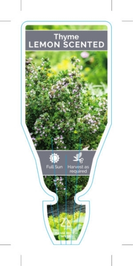 Picture of HERB THYME LEMON SCENTED (Thymus citriodorus)                                                                                                         