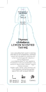 Picture of HERB THYME LEMON SCENTED (Thymus citriodorus)                                                                                                         