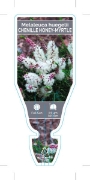 Picture of MELALEUCA HUEGELII CHENILLE HONEY MYRTLE                                                                                                              