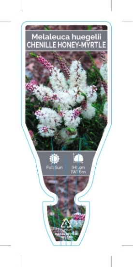 Picture of MELALEUCA HUEGELII CHENILLE HONEY MYRTLE                                                                                                              