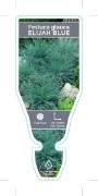 Picture of FESTUCA GLAUCA ELIJAH BLUE                                                                                                                            