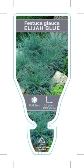 Picture of FESTUCA GLAUCA ELIJAH BLUE                                                                                                                            