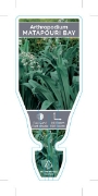 Picture of ARTHROPODIUM CIRRATUM MATAPOURI BAY                                                                                                                   