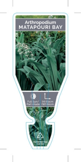 Picture of ARTHROPODIUM CIRRATUM MATAPOURI BAY                                                                                                                   