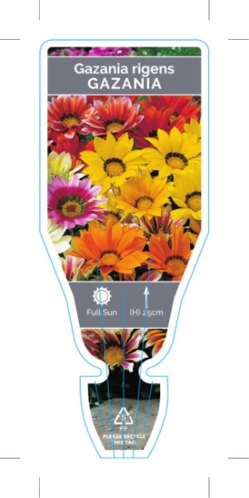 Picture of GAZANIA RIGENS                                                                                                                                        