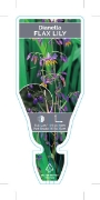 Picture of DIANELLA FLAX LILY                                                                                                                                    