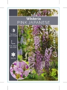 Picture of WISTERIA FLORIBUNDA ROSEA (SYN HONBENI)                                                                                                               