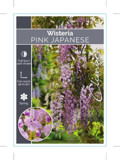 Picture of WISTERIA FLORIBUNDA ROSEA (SYN HONBENI)                                                                                                               