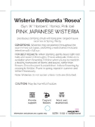 Picture of WISTERIA FLORIBUNDA ROSEA (SYN HONBENI)                                                                                                               