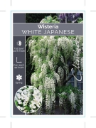 Picture of WISTERIA FLORIBUNDA ALBA (SYN SHIRA NODA)                                                                                                             
