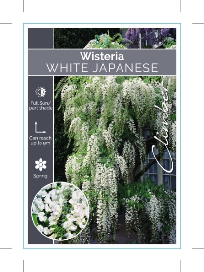 Picture of WISTERIA FLORIBUNDA ALBA (SYN SHIRA NODA)                                                                                                             