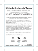 Picture of WISTERIA FLORIBUNDA ALBA (SYN SHIRA NODA)                                                                                                             