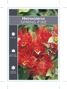 Picture of METROSIDEROS SPRING FIRE                                                                                                                              