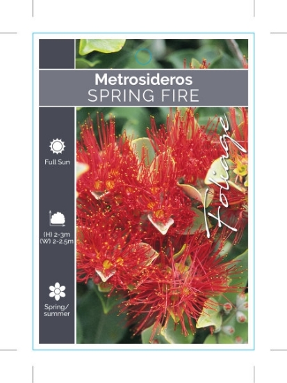 Picture of METROSIDEROS SPRING FIRE                                                                                                                              