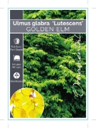 Picture of ULMUS GLABRA LUTESCENS GOLDEN ELM Jumbo Tag                                                                                                           