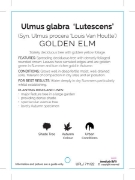 Picture of ULMUS GLABRA LUTESCENS GOLDEN ELM Jumbo Tag                                                                                                           
