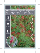 Picture of ADENANTHOS CUNNINGHAMII ALBANY WOOLLY BUSH UPRIGHT FORM                                                                                               