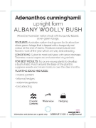 Picture of ADENANTHOS CUNNINGHAMII ALBANY WOOLLY BUSH UPRIGHT FORM                                                                                               