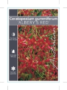 Picture of CERATOPETALUM GUMMIFERUM ALBERYS RED                                                                                                                  