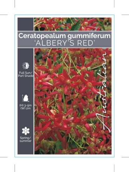Picture of CERATOPETALUM GUMMIFERUM ALBERYS RED                                                                                                                  