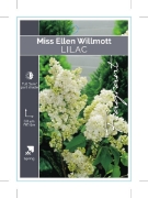 Picture of SYRINGA LILAC MISS ELLEN WILLMOTT                                                                                                                     