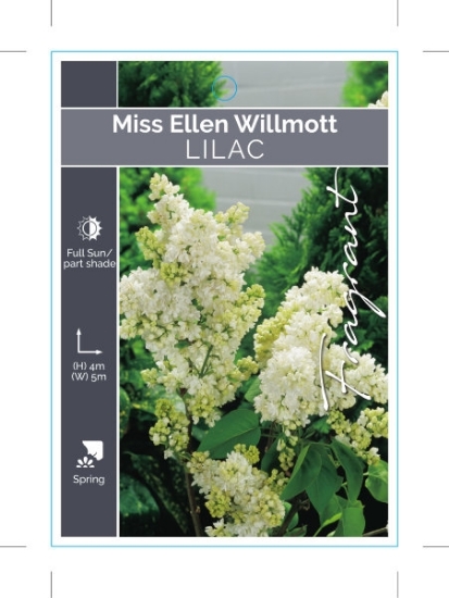 Picture of SYRINGA LILAC MISS ELLEN WILLMOTT                                                                                                                     