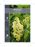 Picture of SYRINGA LILAC PRIMROSE                                                                                                                                