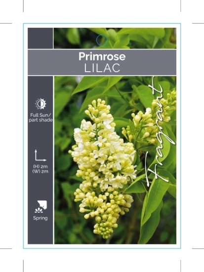 Picture of SYRINGA LILAC PRIMROSE                                                                                                                                