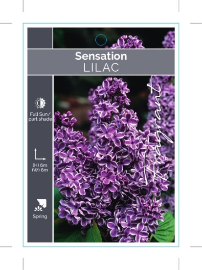 Picture of SYRINGA LILAC SENSATION                                                                                                                               