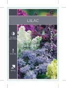 Picture of SYRINGA LILAC - MIXED PICTURE (UNNAMED VARIETY)                                                                                                       