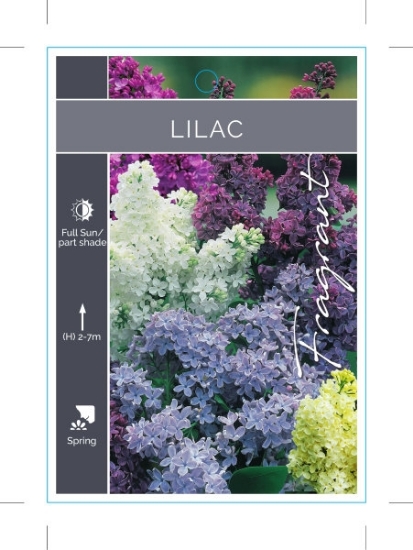 Picture of SYRINGA LILAC - MIXED PICTURE (UNNAMED VARIETY)                                                                                                       