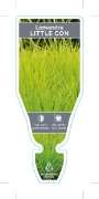 Picture of LOMANDRA LITTLE CON Lomandra confertifolia                                                                                                            