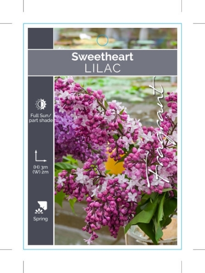 Picture of SYRINGA LILAC SWEETHEART                                                                                                                              