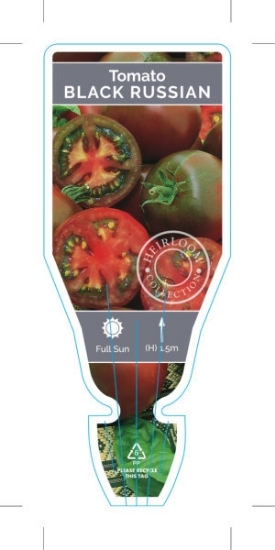Picture of VEGETABLE TOMATO HEIRLOOM BLACK RUSSIAN (Lycopersicon esculentum)                                                                                     