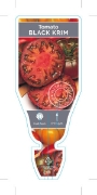 Picture of VEGETABLE TOMATO HEIRLOOM BLACK KRIM (Lycopersicon esculentum)                                                                                        
