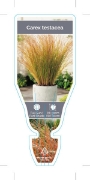Picture of CAREX TESTACEA                                                                                                                                        