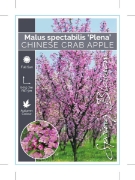Picture of MALUS SPECTABILIS PLENA CHINESE CRAB APPLE                                                                                                            
