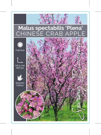 Picture of MALUS SPECTABILIS PLENA CHINESE CRAB APPLE                                                                                                            