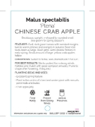 Picture of MALUS SPECTABILIS PLENA CHINESE CRAB APPLE                                                                                                            