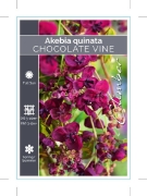 Picture of AKEBIA QUINATA CHOCOLATE VINE                                                                                                                         