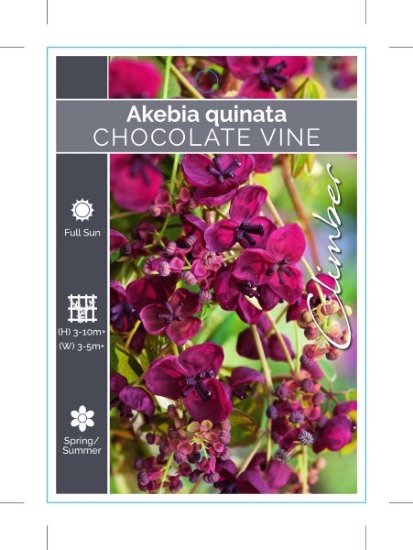 Picture of AKEBIA QUINATA CHOCOLATE VINE                                                                                                                         
