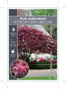 Picture of ACER PALMATUM ATROPURPUREUM                                                                                                                           