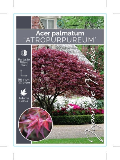 Picture of ACER PALMATUM ATROPURPUREUM                                                                                                                           