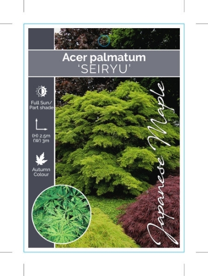 Picture of ACER PALMATUM SEIRYU                                                                                                                                  