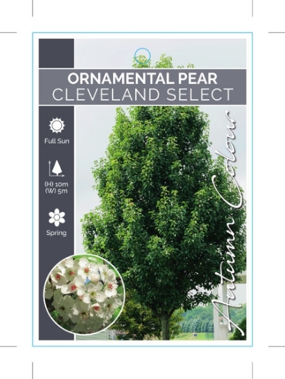 Picture of PYRUS CALLERYANA CLEVELAND SELECT ORNAMENTAL PEAR                                                                                                     