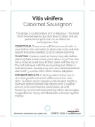 Picture of FRUIT GRAPE WINE CABERNET SAUVIGNON                                                                                                                   