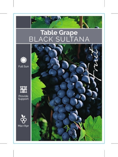 Picture of FRUIT GRAPE TABLE BLACK SULTANA                                                                                                                       